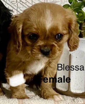 Rescue Cavalier King Charles Spaniel Dogs for Adoption in Los Angeles, California - Blessa | PetCurious