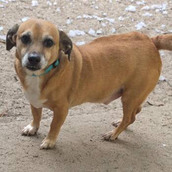 Buster -  Pug and Beagle Dog for Adoption in Melrose, Florida - Buster | PetCurious