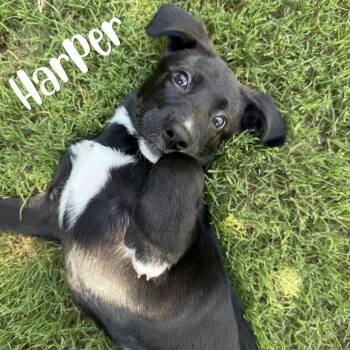 Harper -  Shepherd and Labrador Retriever Dog for Adoption in Kannapolis, North Carolina - Harper | PetCurious
