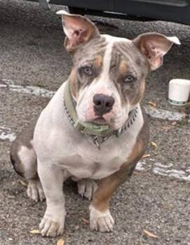 Pit Bull Terrier and Basset Hound Dogs Available for Adoption in Rancho Cucamonga, California - BONNIE | PetCurious