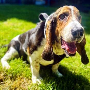 TOBIAS -  Basset Hound Dog for Adoption in Hamilton, New Jersey - TOBIAS | PetCurious