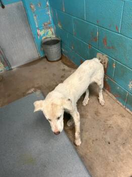 Rescue Labrador Retriever and Australian Cattle Dog Blue Heeler Dogs for Adoption in Hot Springs, Arkansas - Wolfie | PetCurious