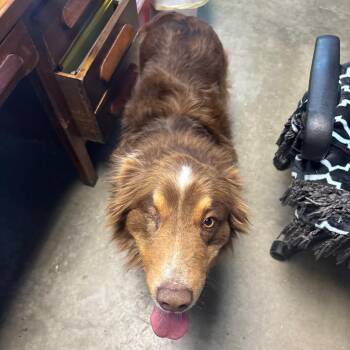 Cattle Dog Dogs Available for Adoption - Duke | PetCurious