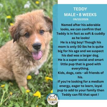 Teddy -  Mixed Breed Dog for Adoption in Clive, Alberta - Teddy | PetCurious
