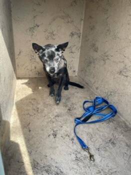 A2335986 -  Mixed Breed Dog for Adoption in West Palm Beach, Florida - A2335986 | PetCurious