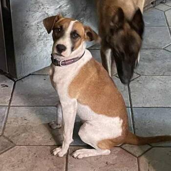 Rescue Black Mouth Cur and Jack Russell Terrier Dogs for Adoption in Wadena, Minnesota - Kimball | PetCurious