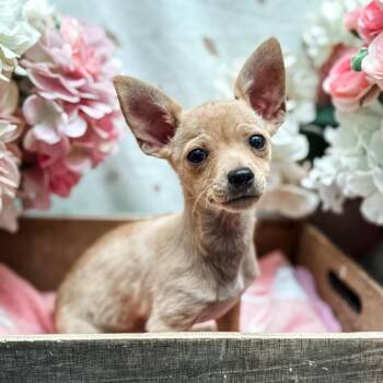Lydia -  Chihuahua Dog for Adoption in Newberg, Oregon - Lydia | PetCurious