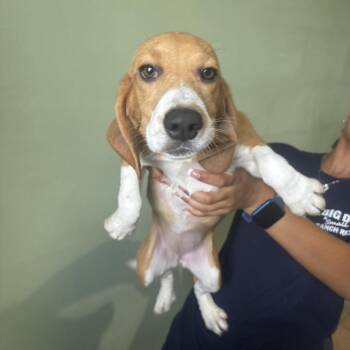 B2G6 9798 aka Maxine -  Beagle Dog for Adoption in Loxahatchee Groves, Florida - B2G6 9798 Aka Maxine | PetCurious