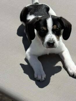 Mixed Breed Dogs Available for Adoption in Milton, Delaware - Mesa | PetCurious