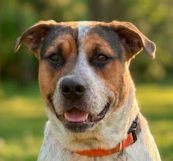 Jethro -  Australian Cattle Dog Blue Heeler and Boxer Dog for Adoption in Fairfield, Iowa - Jethro | PetCurious
