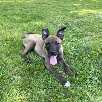 Belgian Shepherd Malinois Dogs Available for Adoption in Sammamish, Washington - Caramel | PetCurious