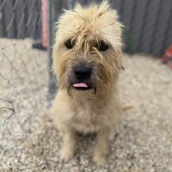 Sammi -  Mixed Breed Dog for Adoption in Janesville, Wisconsin - Sammi | PetCurious