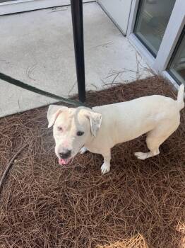 Dumpling -  Terrier Dog for Adoption in Hilton Head Island, South Carolina - Dumpling | PetCurious