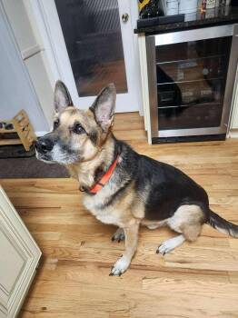 Rescue German Shepherd Dog Dogs for Adoption in East Haddam, Connecticut - Rider | PetCurious