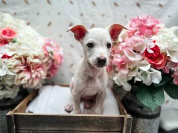 Australian Shepherd and Chihuahua Dogs Available for Adoption in Newberg, Oregon - Underwood | PetCurious