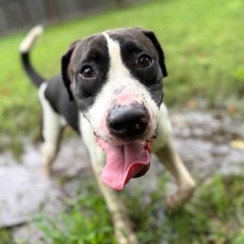 Aspen Papo Goofy Cutie -  Labrador Retriever and Pit Bull Terrier Dog for Adoption in Friendswood, Texas - Aspen Papo Goofy Cutie | PetCurious