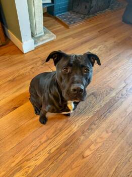 Pit Bull Terrier and Labrador Retriever Dogs Available for Adoption in Saginaw, Michigan - Tuxedo | PetCurious