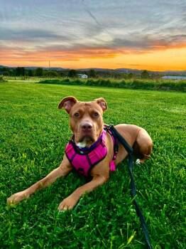 Pikachu -  Pit Bull Terrier Dog for Adoption in Franklin, New Jersey - Pikachu | PetCurious
