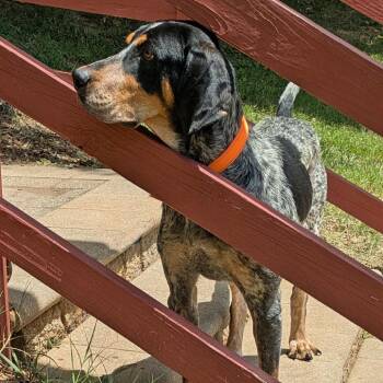 Bristol -  Bluetick Coonhound Dog for Adoption in Charlottesville, Virginia - Bristol | PetCurious