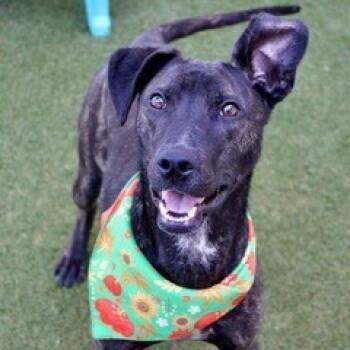 Rescue Hound and Mixed Breed Dogs for Adoption in Largo, Florida - Arya | PetCurious