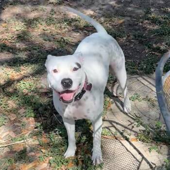 American Staffordshire Terrier and Mixed Breed Dogs Available for Adoption in Corpus Christi, Texas - Dot-President Of The Welcoming Committee | PetCurious