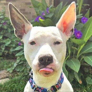 Mimi -  American Staffordshire Terrier and Mixed Breed Dog Available for Adoption in Pittsburgh, Pennsylvania - Mimi | PetCurious