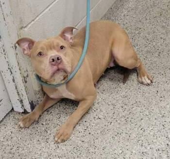 Pit Bull Terrier and Mixed Breed Dogs Available for Adoption in Kansas City, Missouri - Masquerade | PetCurious