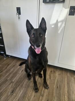 Rescue Belgian Shepherd Malinois and German Shepherd Dog Dogs for Adoption in Lakeland, Florida - Ajax | PetCurious