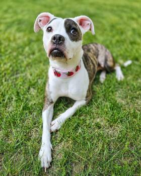 Babybel -  Pit Bull Terrier and American Staffordshire Terrier Dog for Adoption in Westminster, Massachusetts - Babybel | PetCurious