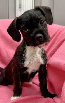 Dora -  Terrier Dog for Adoption in Jamestown, California - Dora | PetCurious