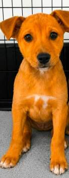 Dowty Jones -  Shepherd Dog for Adoption in El Dorado, Arkansas - Dowty Jones | PetCurious