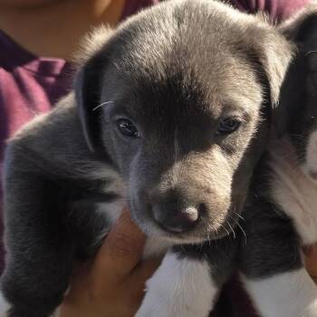 Rescue Pit Bull Terrier and Corgi Dogs for Adoption in San Diego, California - Susie Pup - Seely | PetCurious