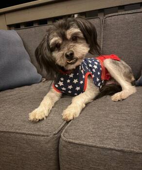 Lovely -  Lhasa Apso and Mixed Breed Dog for Adoption in Severance, Colorado - Lovely | PetCurious