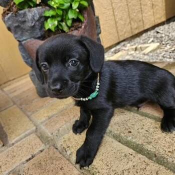 McDandy -  Chiweenie Dog for Adoption in Houston, Texas - McDandy | PetCurious