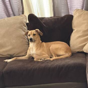Harley -  Mountain Cur and Labrador Retriever Dog for Adoption in Lynchburg, Virginia - Harley | PetCurious