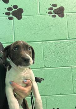 Rescue Pit Bull Terrier Dogs for Adoption in Camden, Tennessee - Buster | PetCurious