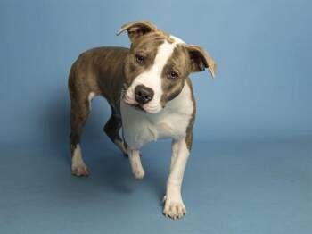 AXEL -  Pit Bull Terrier Dog for Adoption in Phoenix, Arizona - AXEL | PetCurious