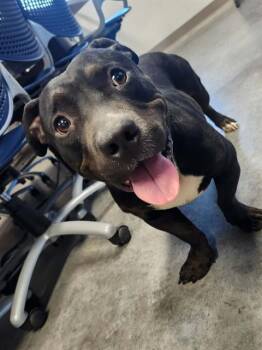 Pit Bull Terrier and Basset Hound Dogs Available for Adoption in Brunswick, Georgia - BOOMER | PetCurious