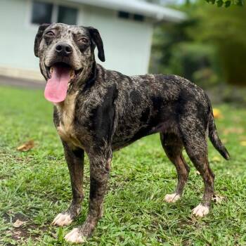 Catahoula Leopard Dog Dogs Available for Adoption - Belize | PetCurious