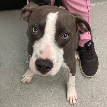 Terrier Dogs Available for Adoption in Abilene, Texas - West | PetCurious