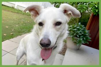 Ernest -  German Shepherd Dog and Husky Dog for Adoption in Amherst, Massachusetts - Ernest | PetCurious