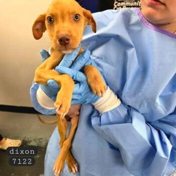 Dixon -  Vizsla and Mixed Breed Dog for Adoption in Bowling Green, Kentucky - Dixon | PetCurious