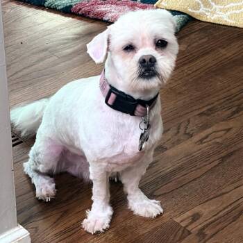 Escalus -  Shih Tzu and Lhasa Apso Dog for Adoption in Wake Forest, North Carolina - Escalus | PetCurious