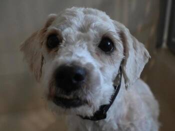 Sissy -  Poodle Dog for Adoption in Portland, Oregon - Sissy | PetCurious