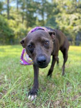 Pawdrey -  Mixed Breed Dog for Adoption in Winnsboro, South Carolina - Pawdrey | PetCurious