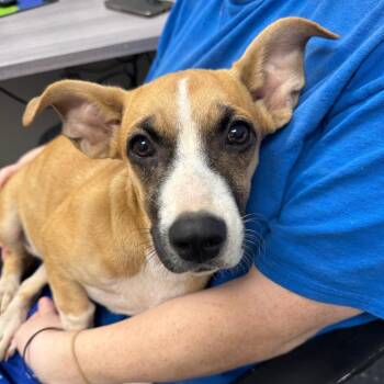 Mo -  Mixed Breed Dog for Adoption in Columbiana, Alabama - Mo | PetCurious
