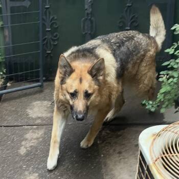 Gunner Q -  German Shepherd Dog Dog for Adoption in St. Augustine, Florida - Gunner Q | PetCurious