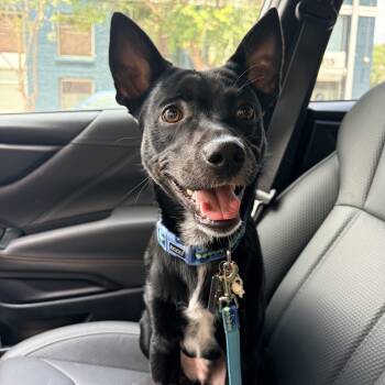Spumoni -  Chihuahua Dog for Adoption in New Orleans, Louisiana - Spumoni | PetCurious