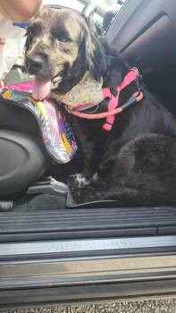 Rescue Spaniel and Collie Dogs for Adoption in Orangeburg, South Carolina - Bertha | PetCurious