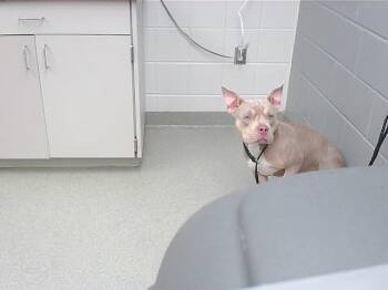 IRIS -  Boxer and Mixed Breed Dog for Adoption in Omaha, Nebraska - IRIS | PetCurious